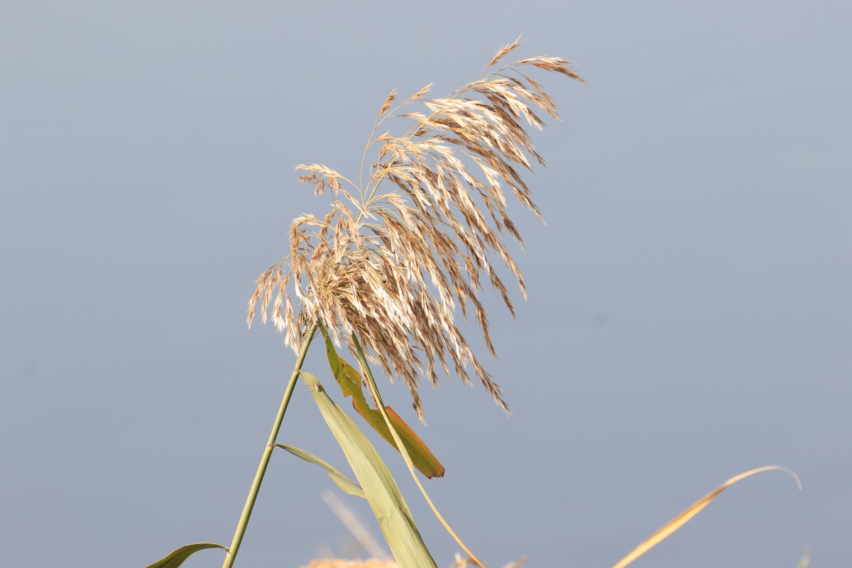 散步滨海公园随拍