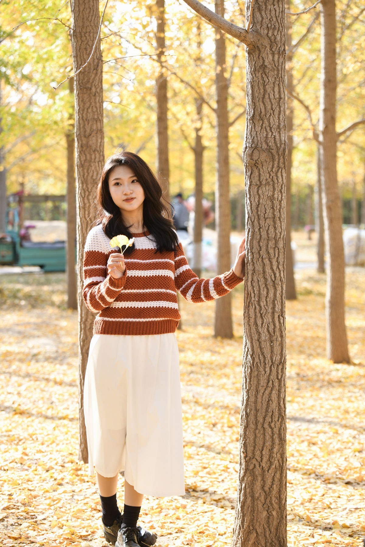 金色银杏林之青春美少女(一)