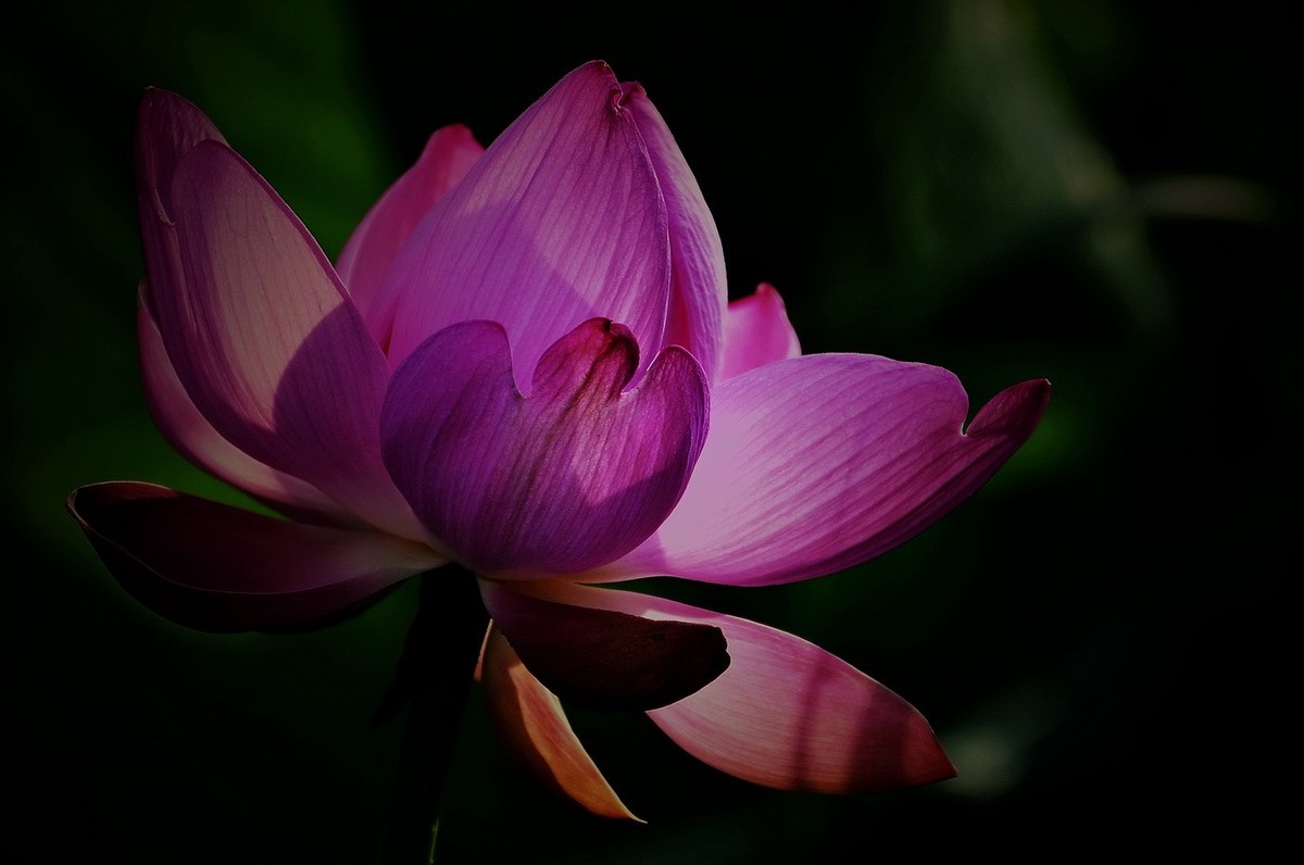 本溪聚丰园——荷花