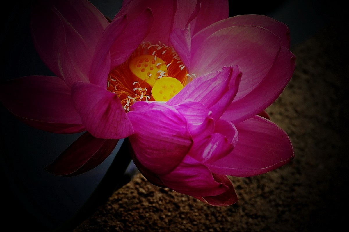 本溪聚丰园——荷花