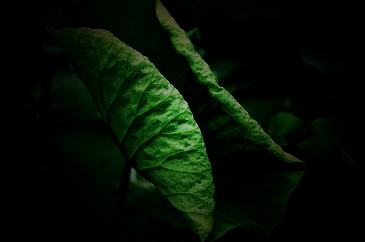 本溪聚丰园——荷花