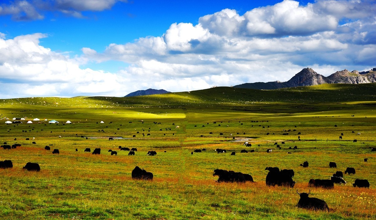 青海路途随拍【久治县】【6】