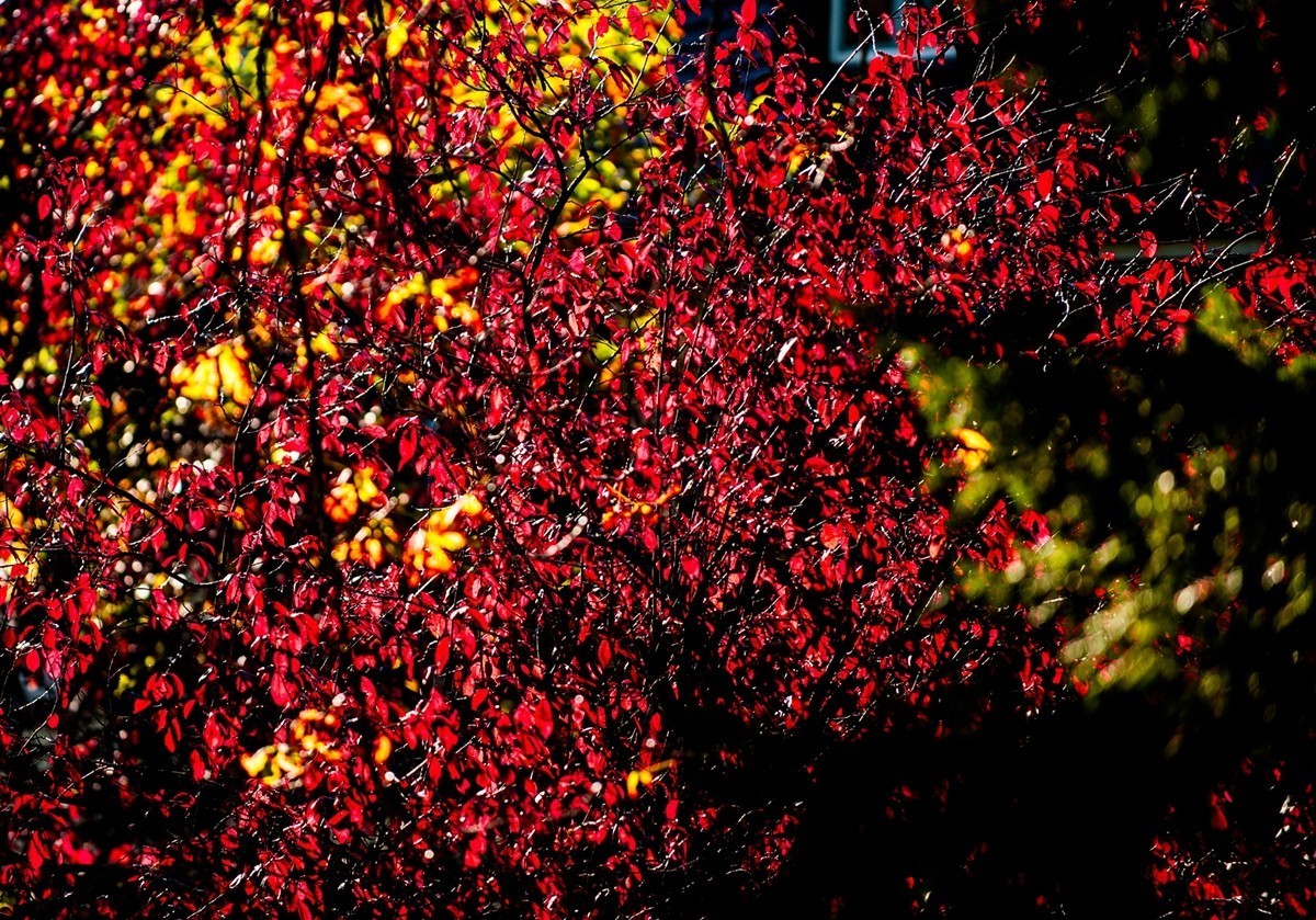 一片“秋色”拜望各位D3/D3S/D4/D4s/D5/D6D系列师友，祝秋日安好！