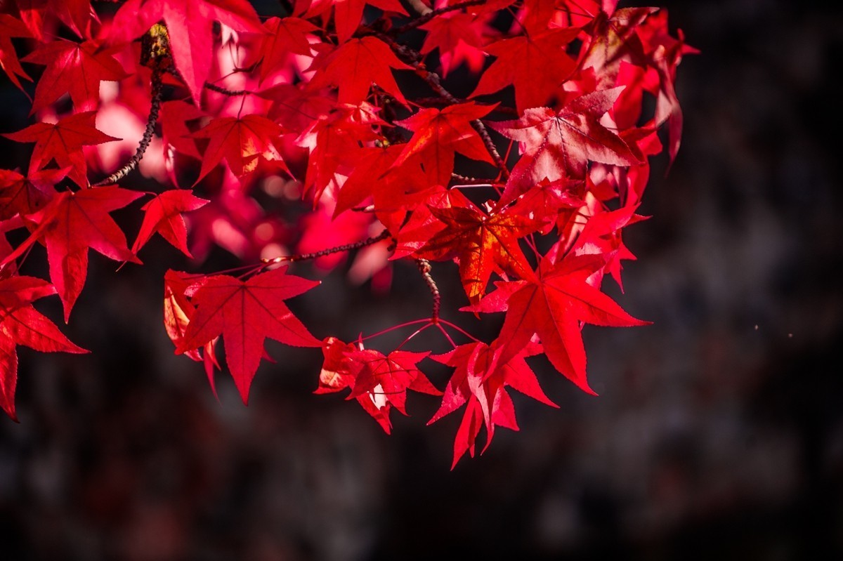 一片“秋色”拜望各位D3/D3S/D4/D4s/D5/D6D系列师友，祝秋日安好！