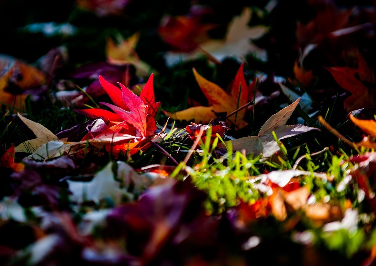 一片“秋色”拜望各位D3/D3S/D4/D4s/D5/D6D系列师友，祝秋日安好！