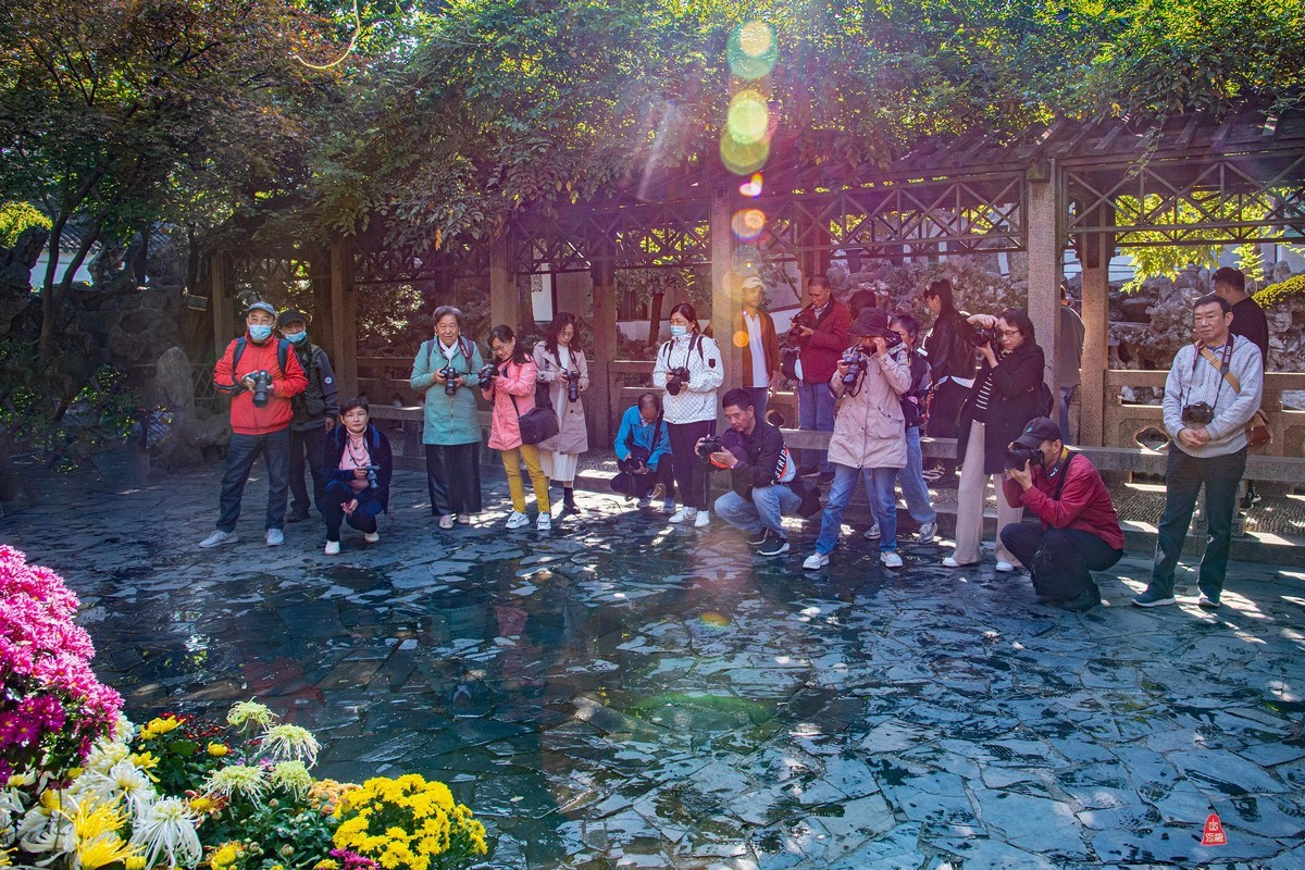 狮林赏菊拍摄花絮