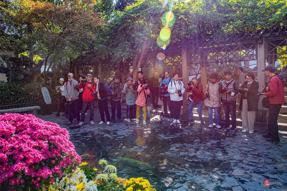 狮林赏菊拍摄花絮