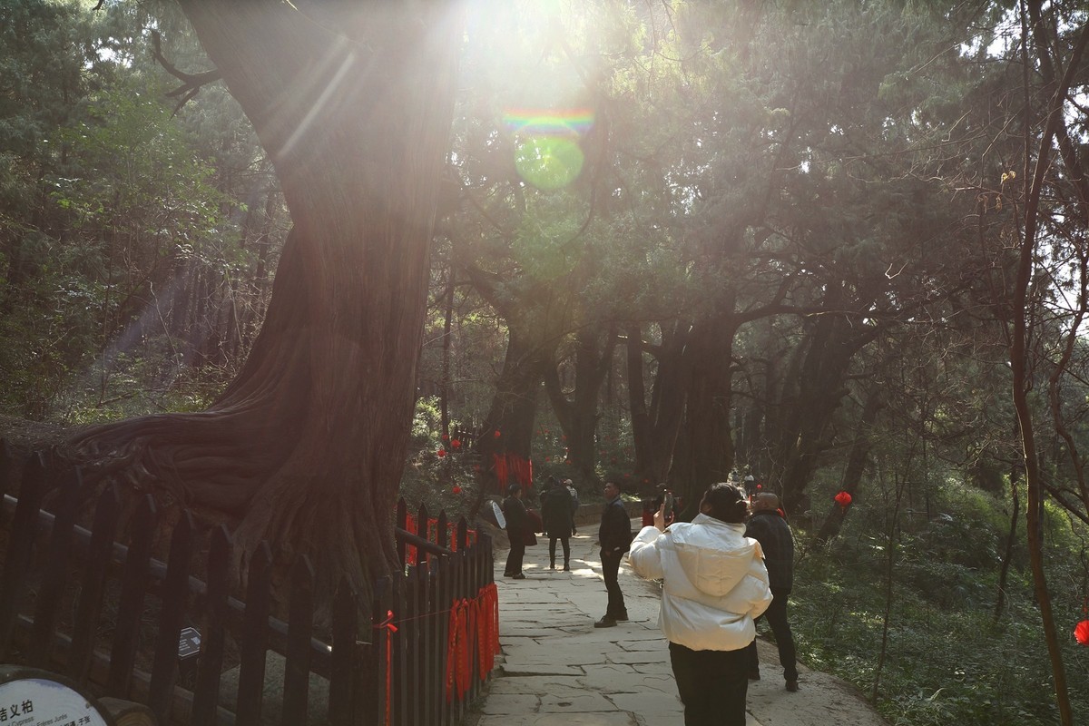 游四川广元翠云廊