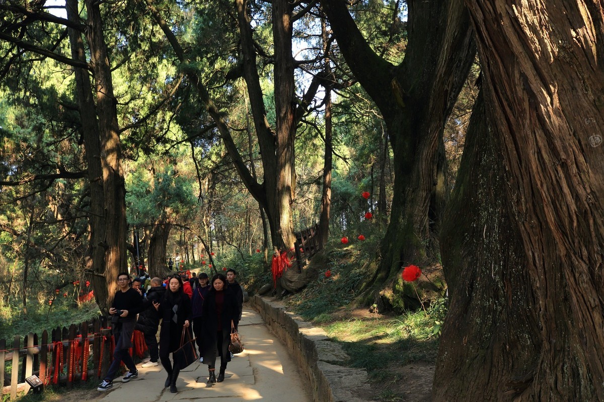 游四川广元翠云廊