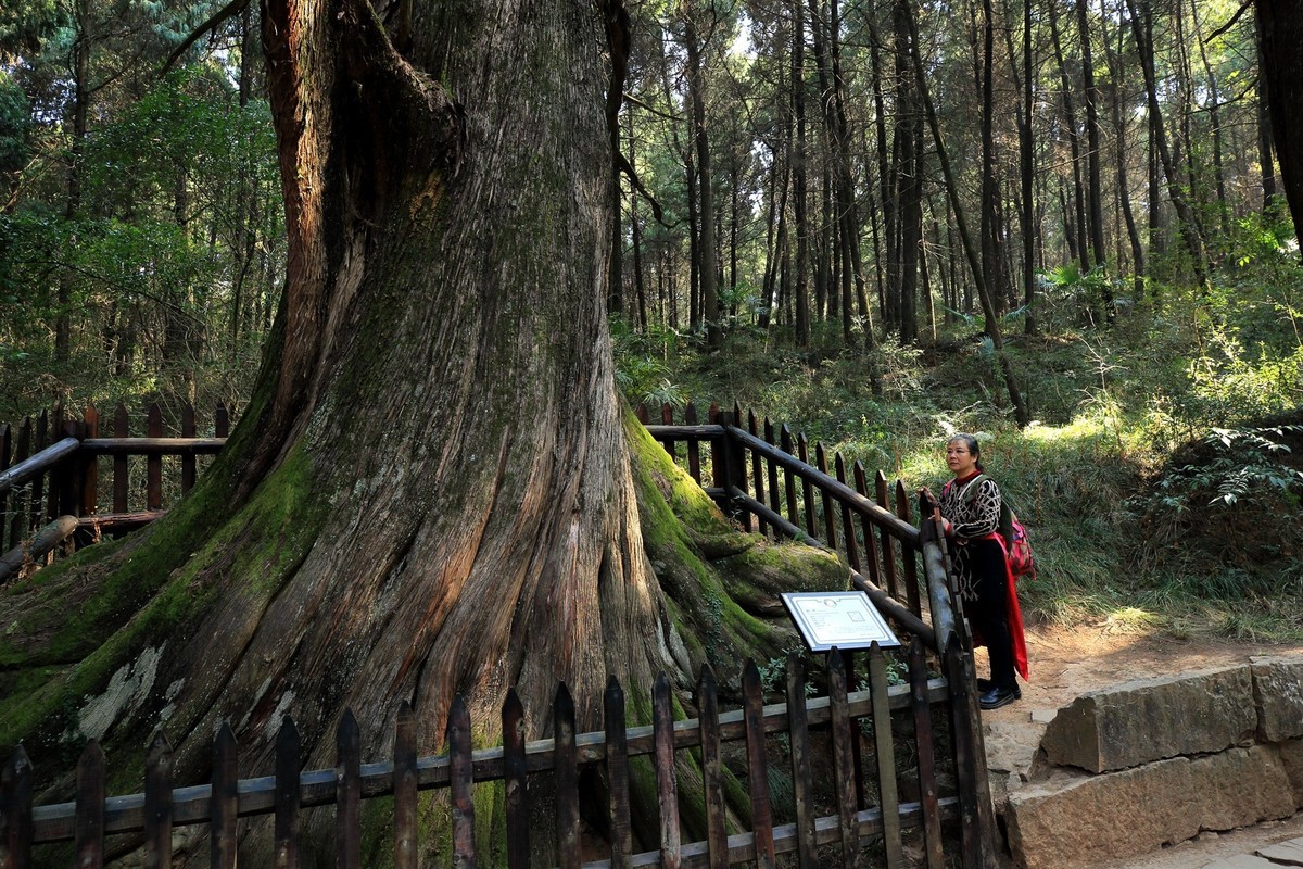 游四川广元翠云廊