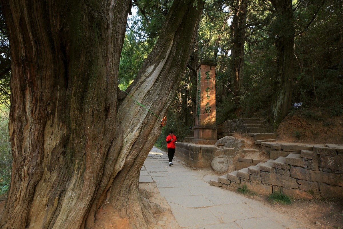游四川广元翠云廊