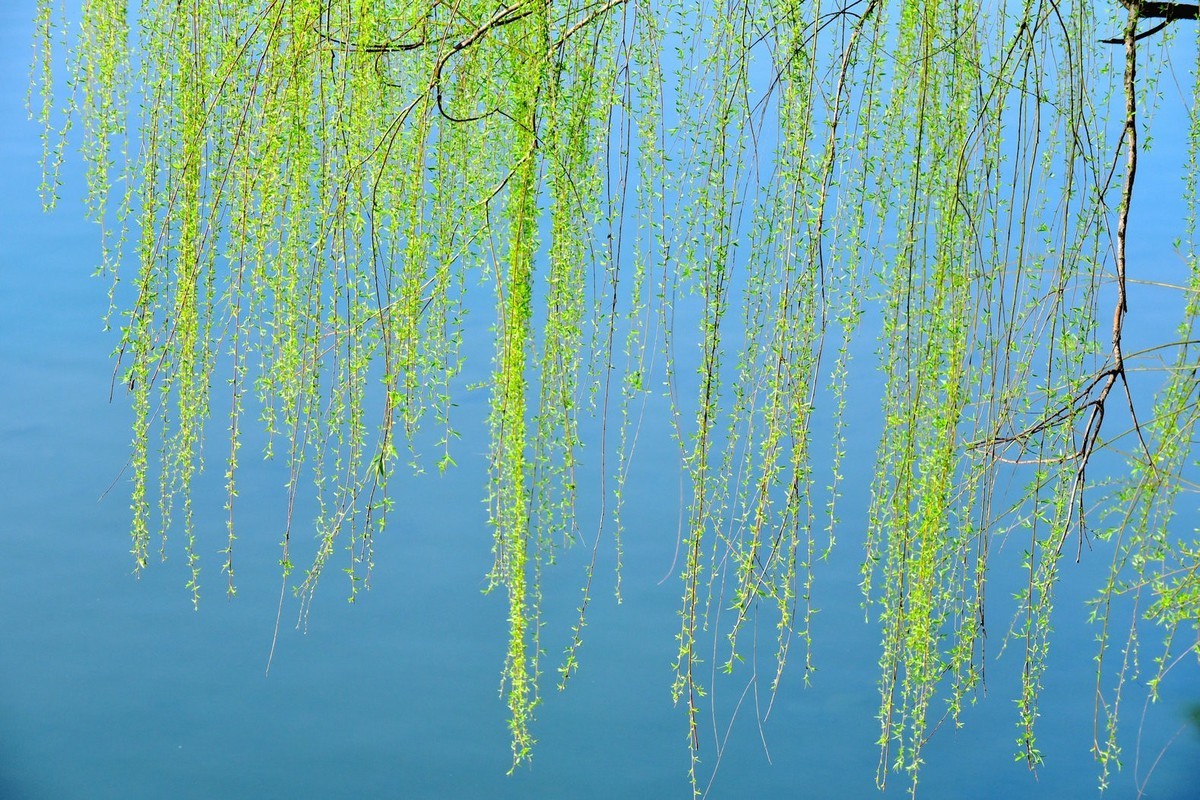 我和春天有个约会