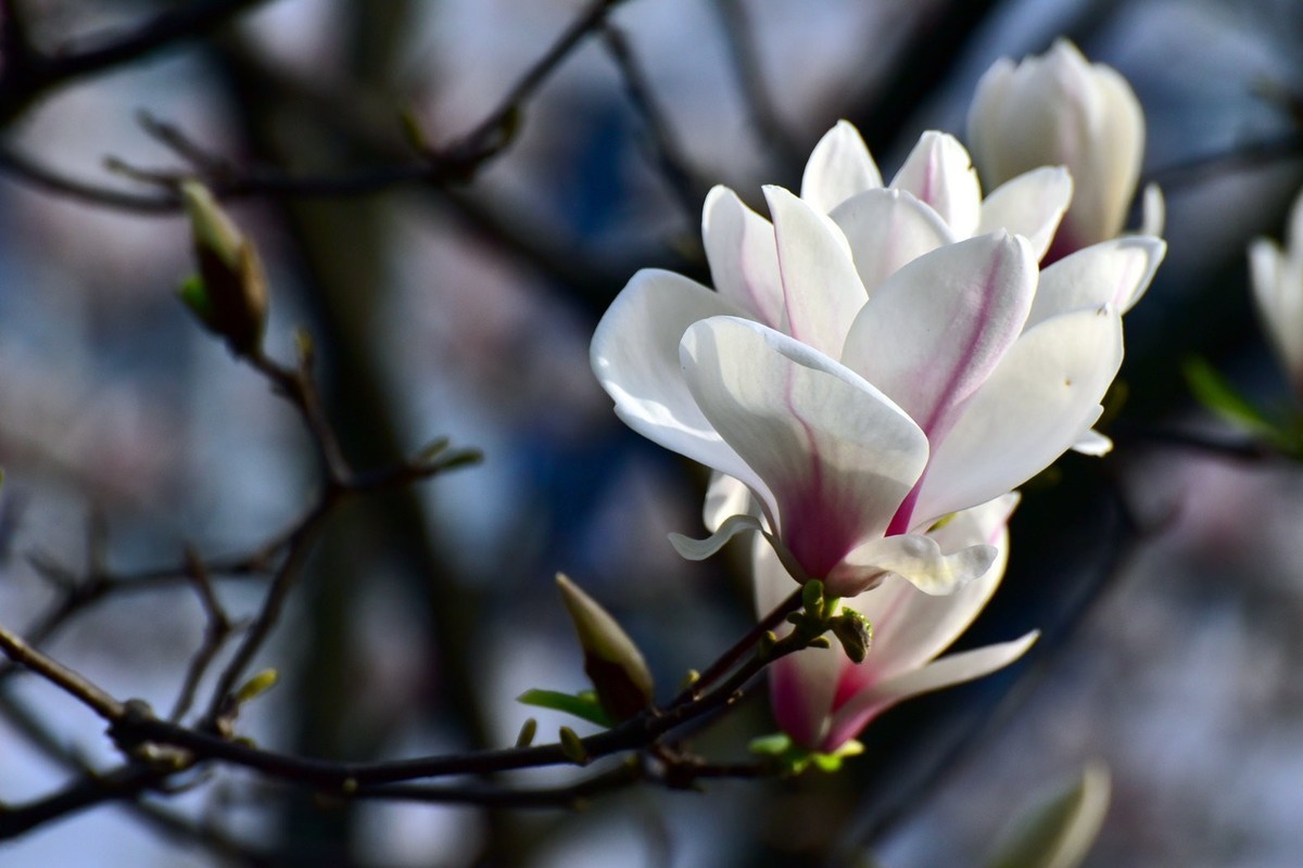 我和春天有个约会