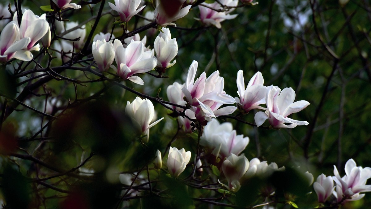 我和春天有个约会