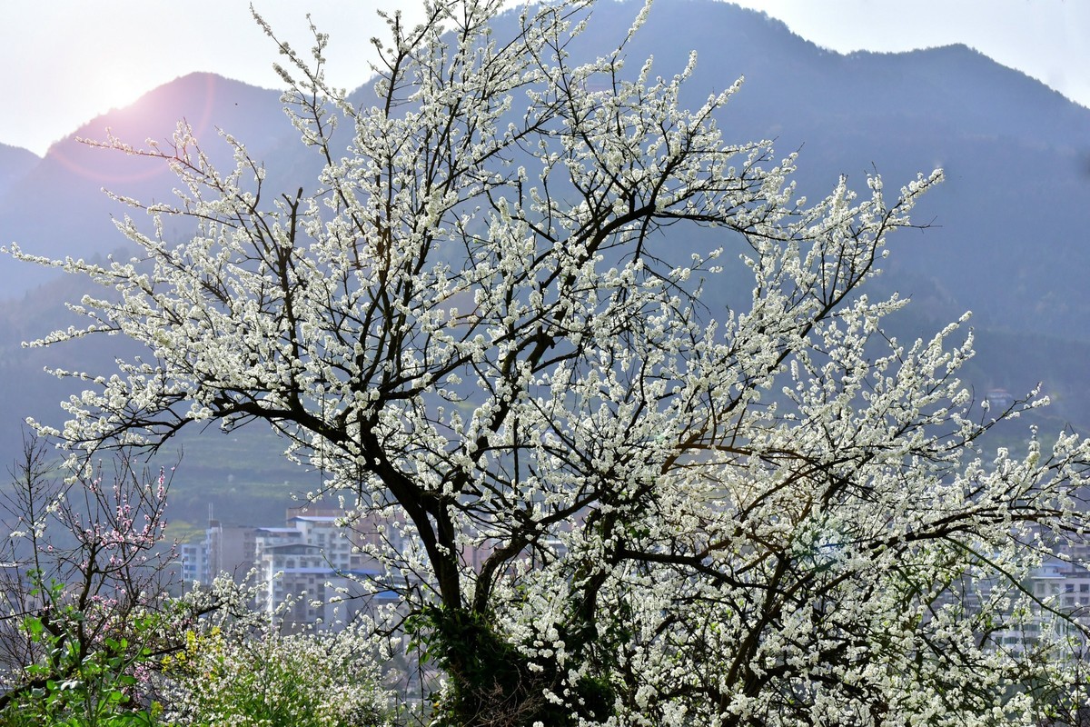 我和春天有个约会