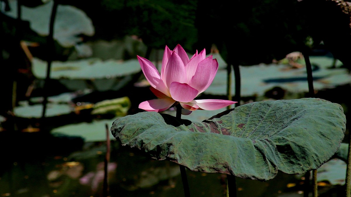 1DX好用，出片率高，基本没废片