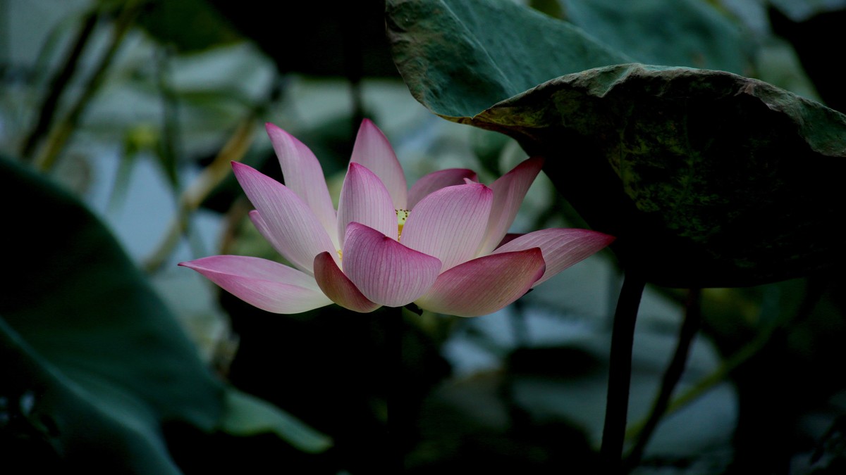 1DX好用，出片率高，基本没废片