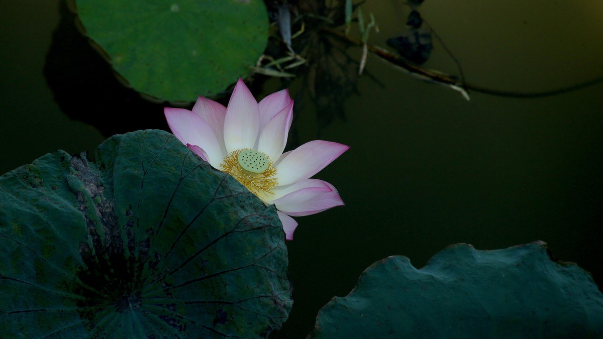 1DX好用，出片率高，基本没废片