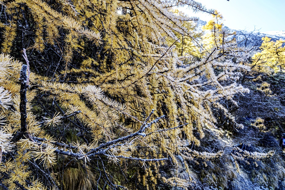 稻城亚丁--秋日行【17】