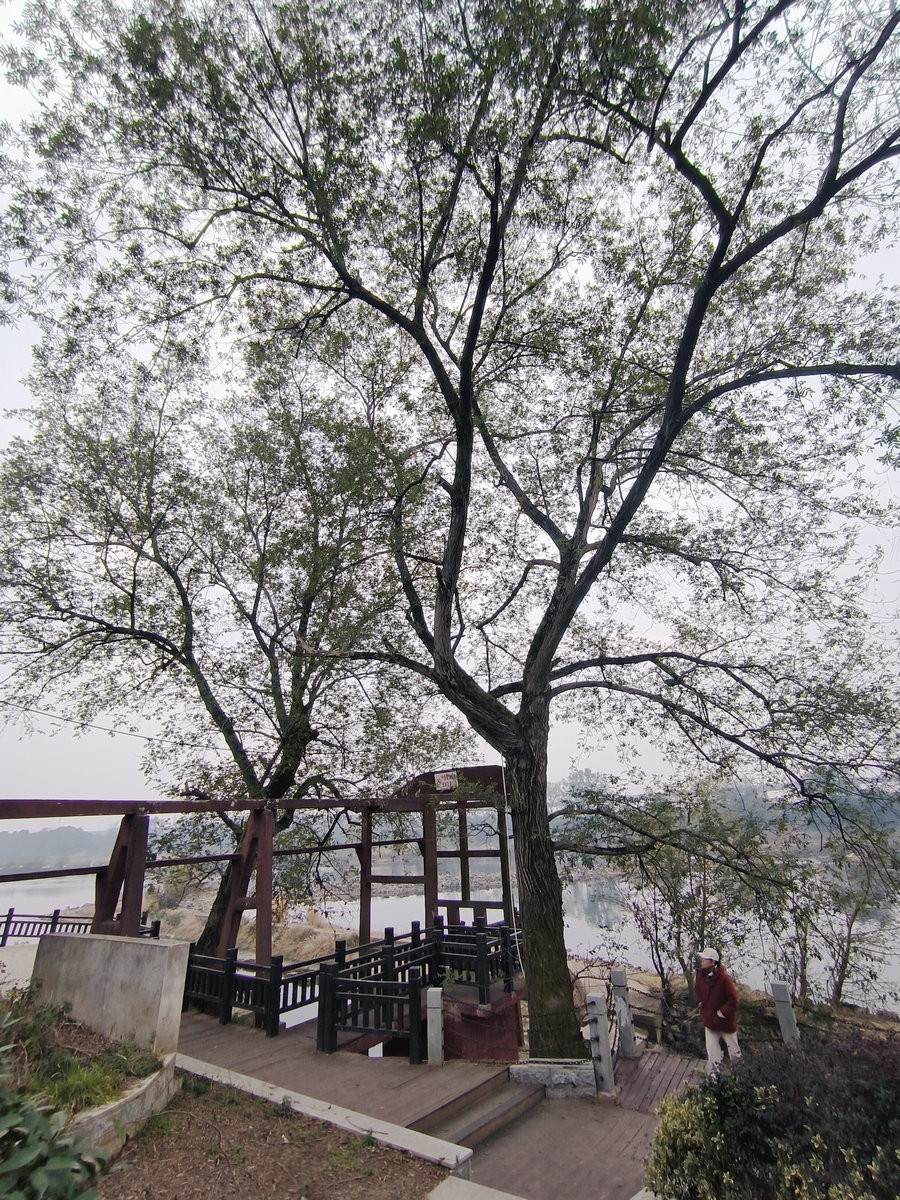 漫步星城 走街串巷（600）金洲筒车公园