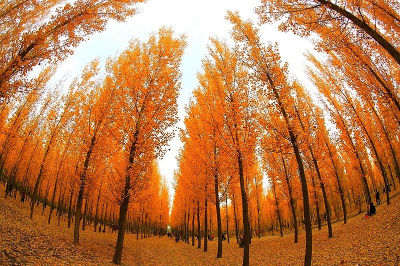 Y-06【不老松：纪实摄影】(01)晚秋的沧州有片杨树林叶黄了！正是爱美之人打卡地！