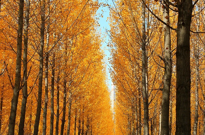 Y-06【不老松：纪实摄影】(01)晚秋的沧州有片杨树林叶黄了！正是爱美之人打卡地！