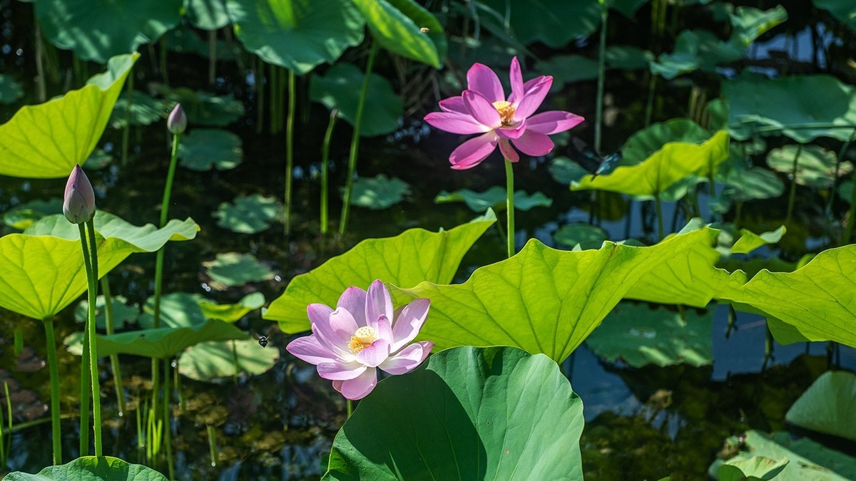 荷花集锦—(荷塘初拍)