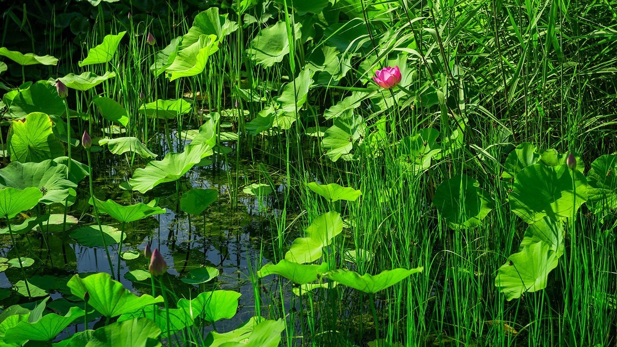 荷花集锦—(荷塘初拍)