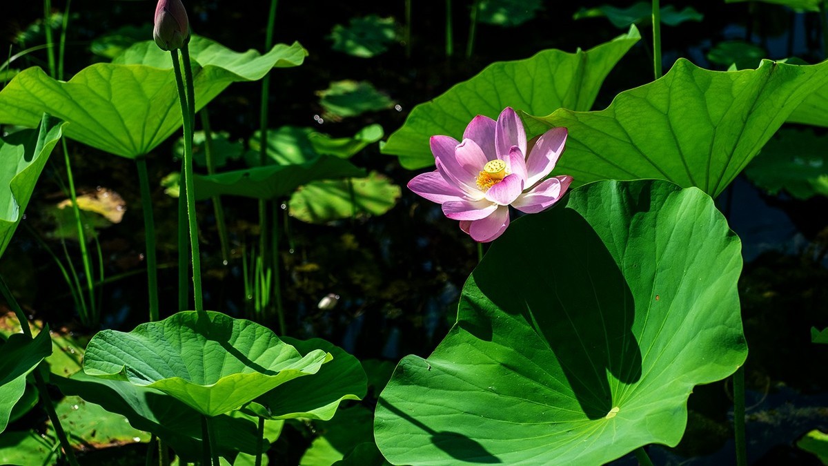 荷花集锦—(荷塘初拍)