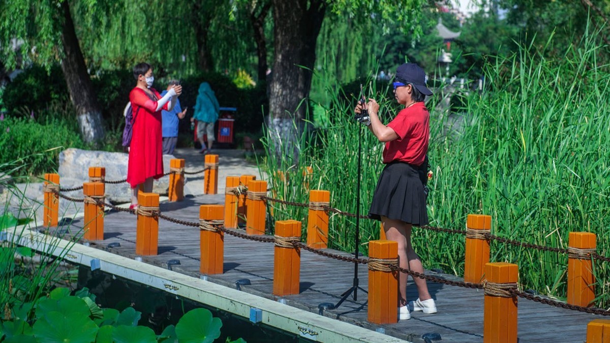 荷花集锦—(荷塘初拍)