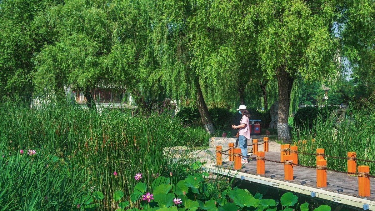 荷花集锦—(荷塘初拍)