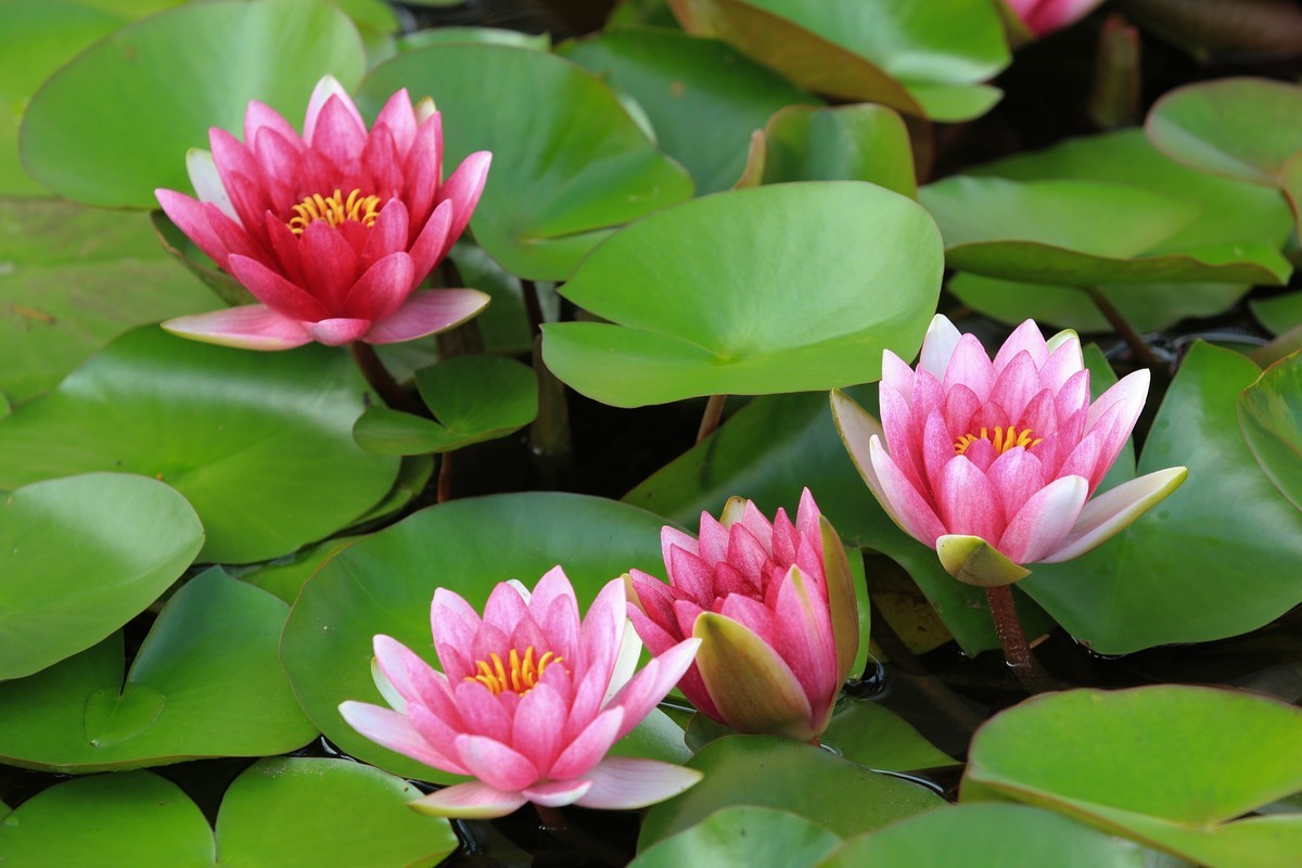 拍摄花卉一（270）