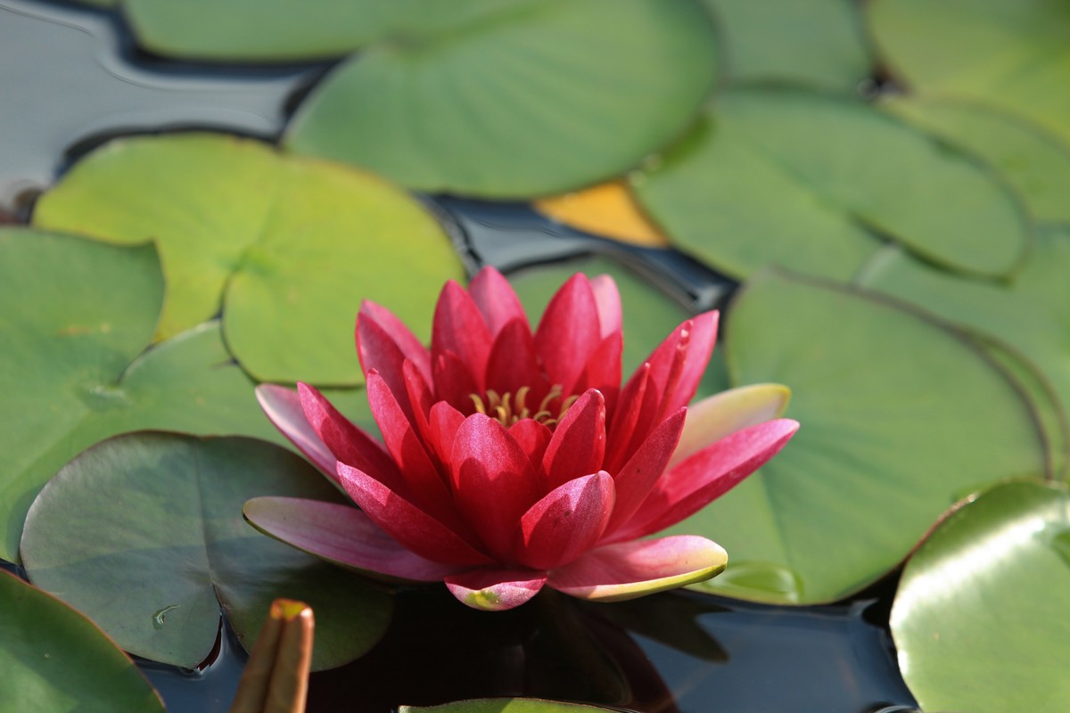 拍摄花卉一（270）