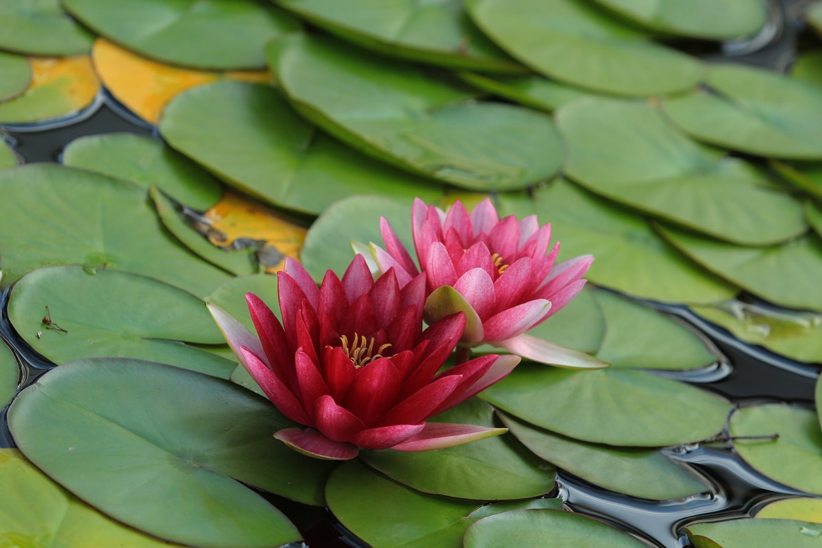 拍摄花卉一（270）