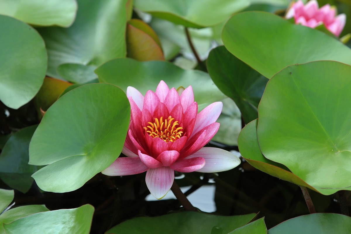 拍摄花卉一（270）