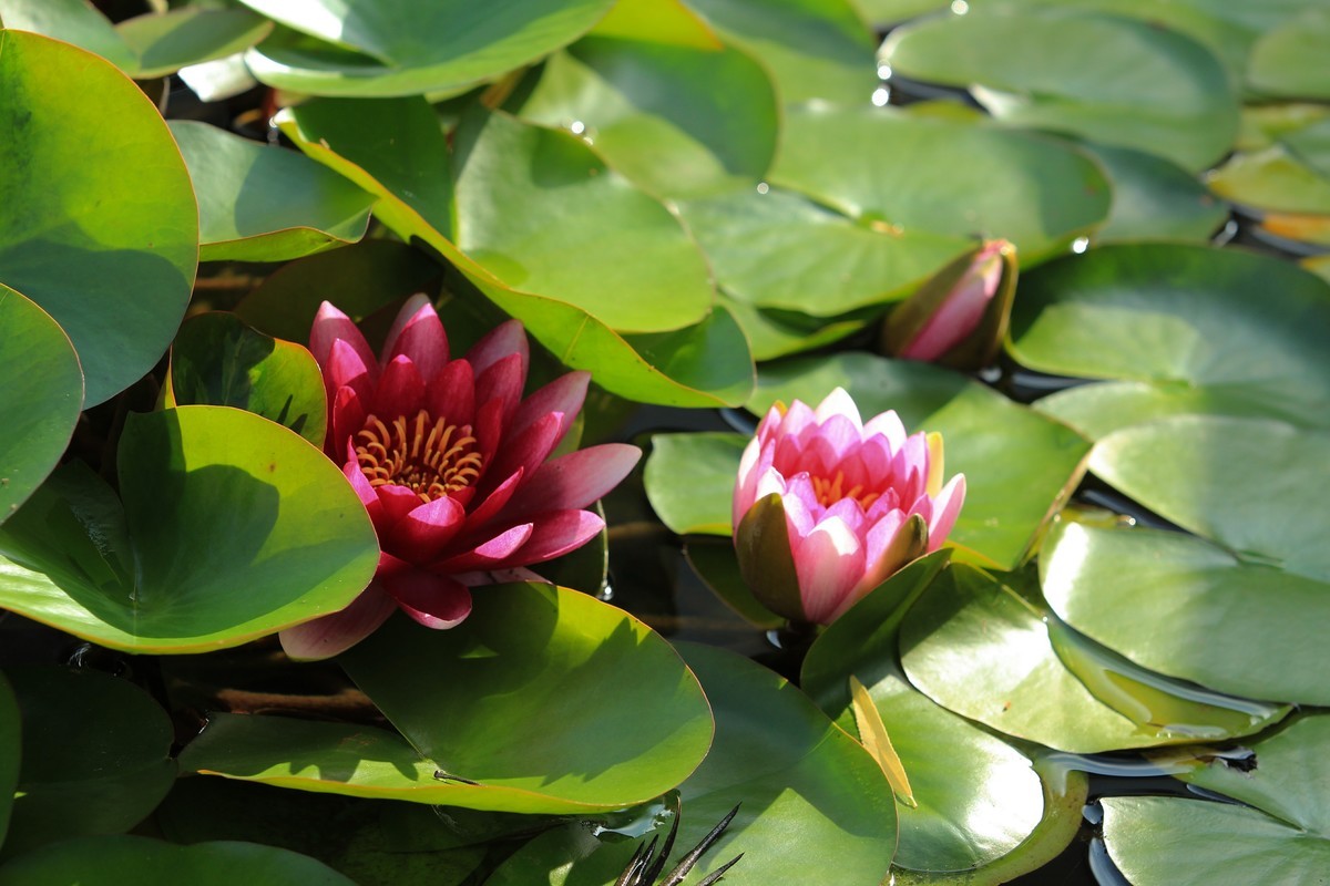 拍摄花卉一（270）