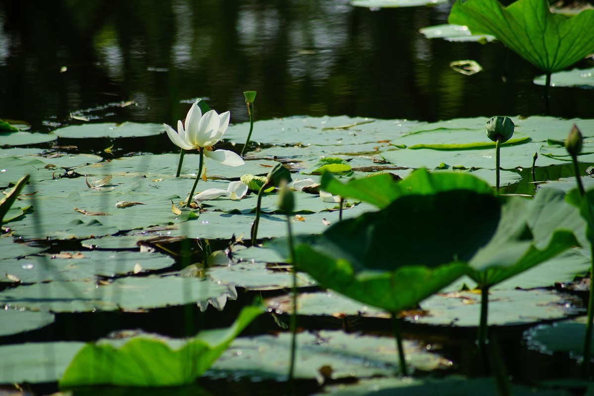 水上公园荷花