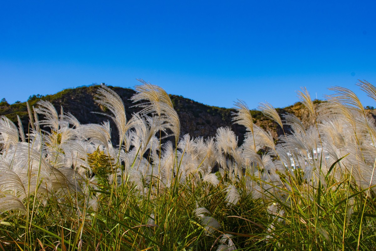 拍照狂魔之-深秋芦花【9P】