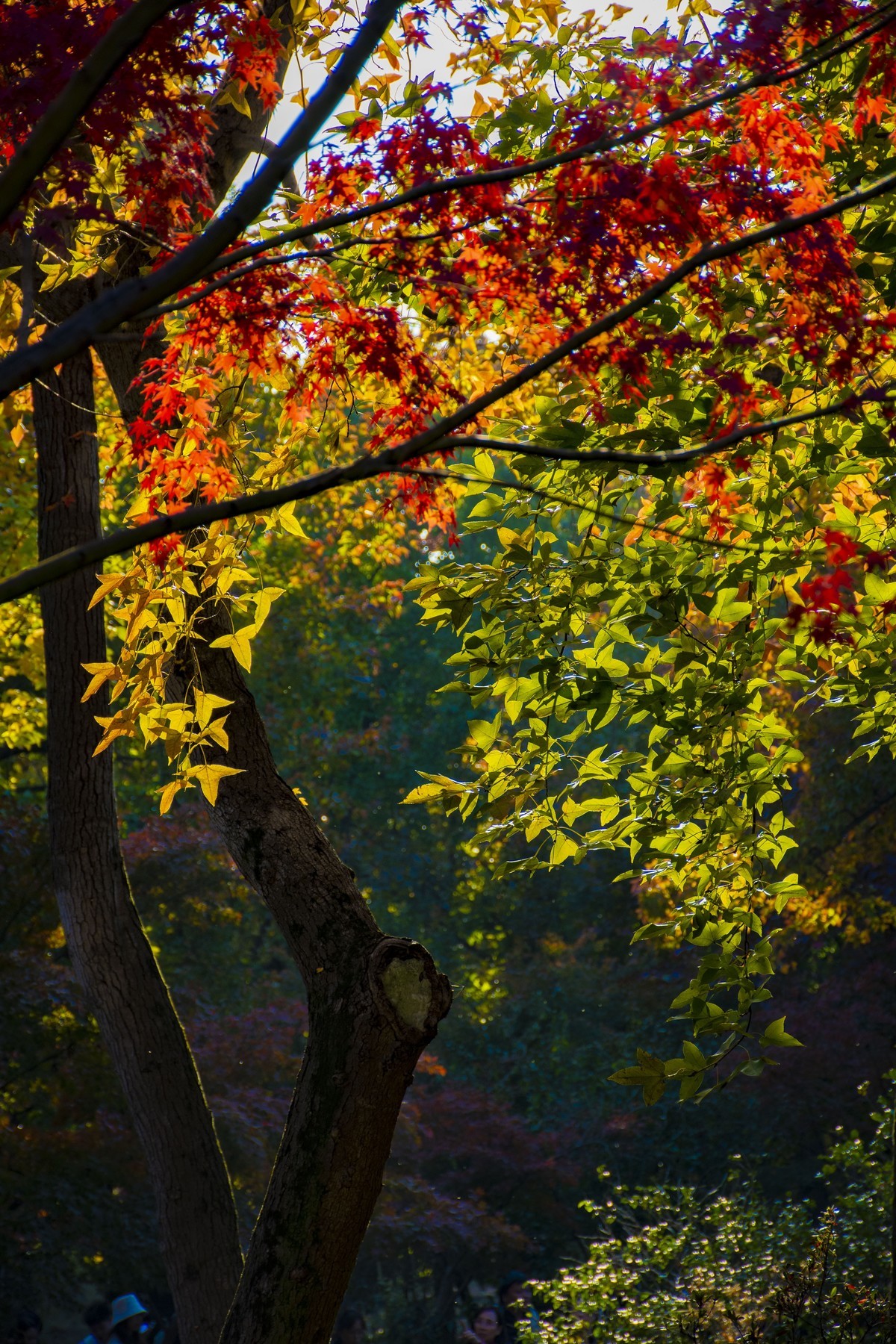 拍照狂魔之-天平紅葉【9P】