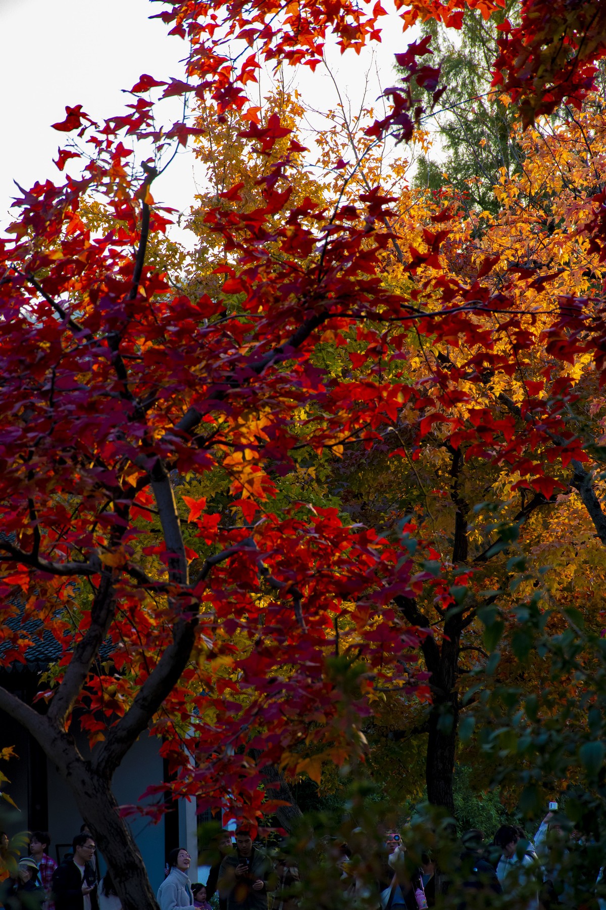 拍照狂魔之-天平紅葉【9P】