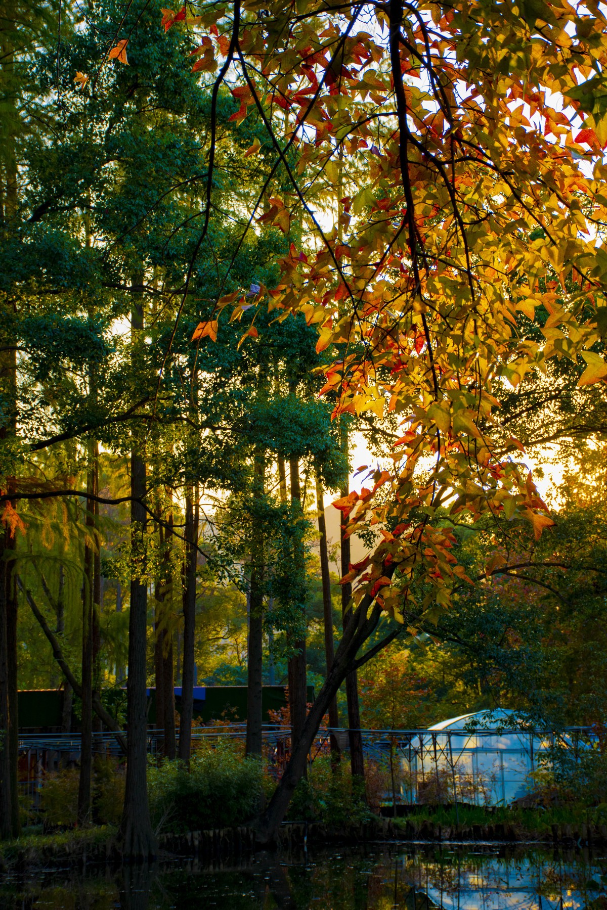 拍照狂魔之-天平紅葉【9P】