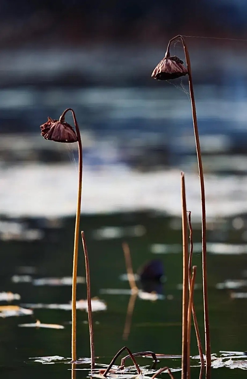 冬之残荷