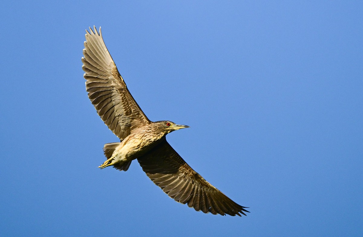 打打飞鸟（试机试镜）