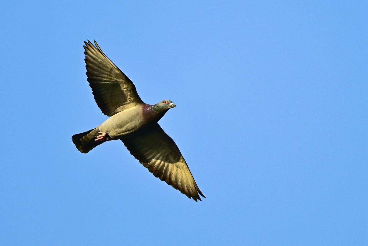打打飞鸟（试机试镜）
