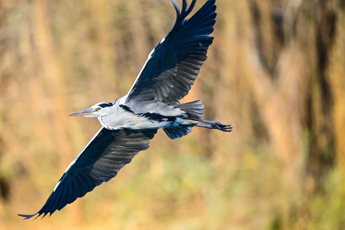 打打飞鸟（试机试镜）