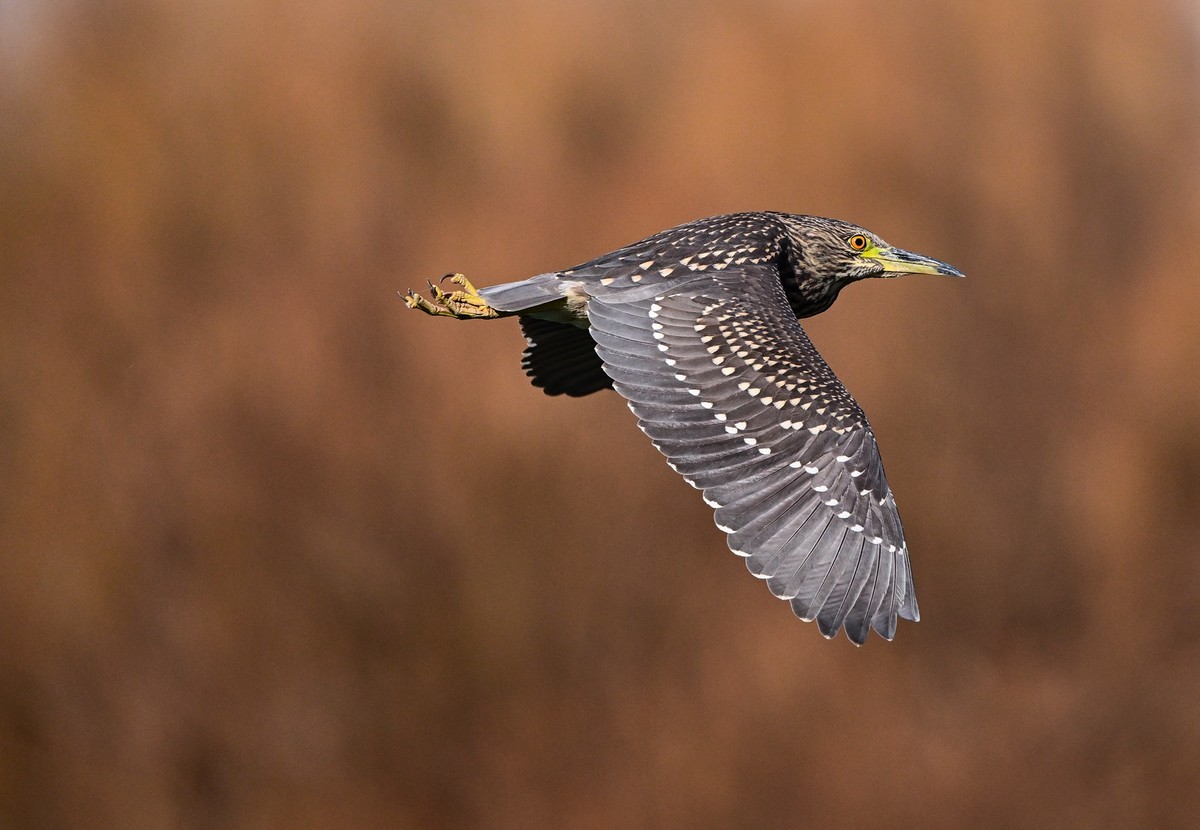 打打飞鸟（试机试镜）