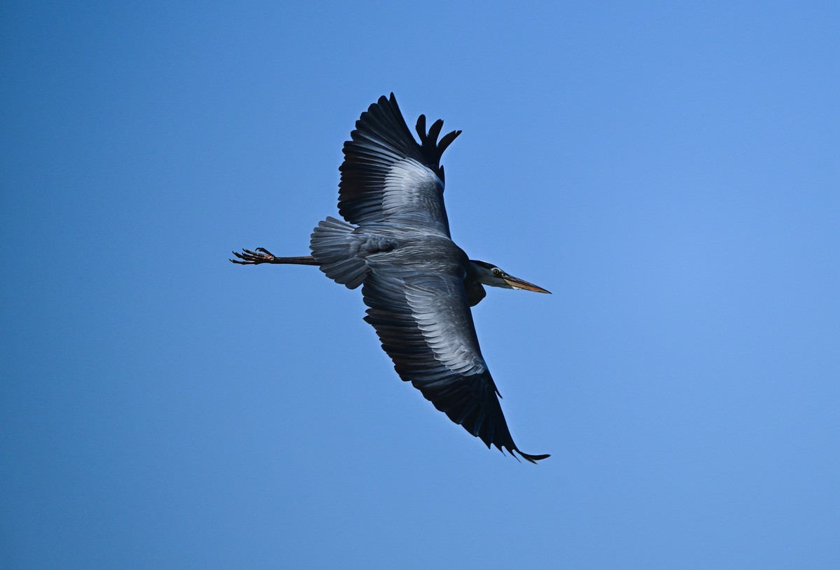 打打飞鸟（试机试镜）