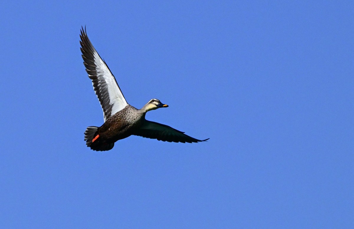 打打飞鸟（试机试镜）
