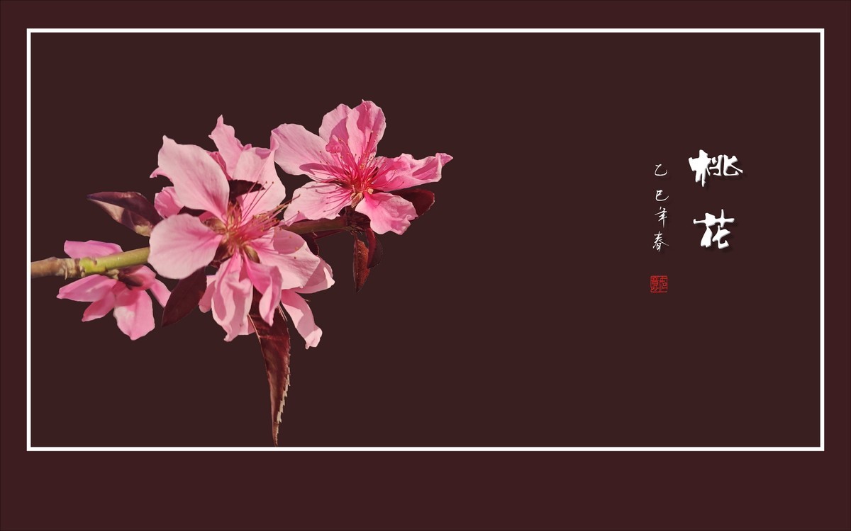 粉面桃花分外娇