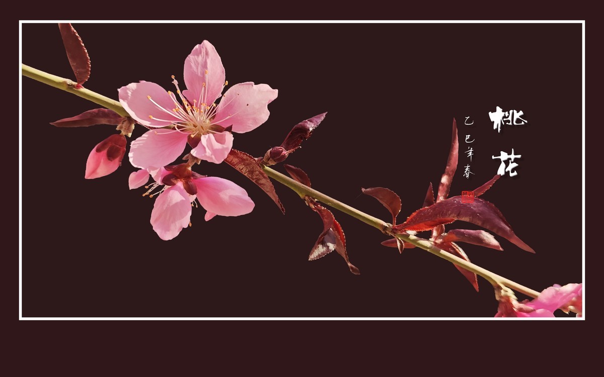 粉面桃花分外娇